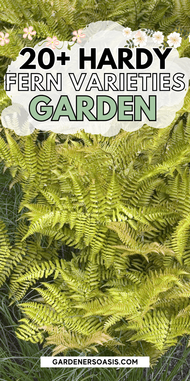 Hardy Fern Varieties (20+ Perennial Ferns That Will Survive The Winter) (10).png