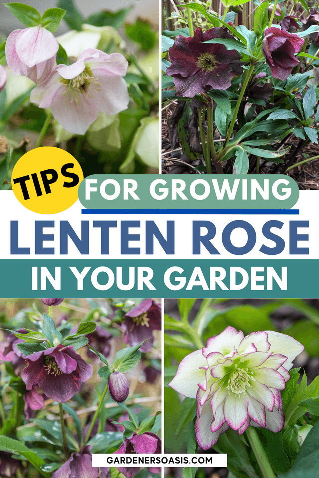 Hellebore Care And Planting Guide (How to Grow Lenten Rose) (2).png