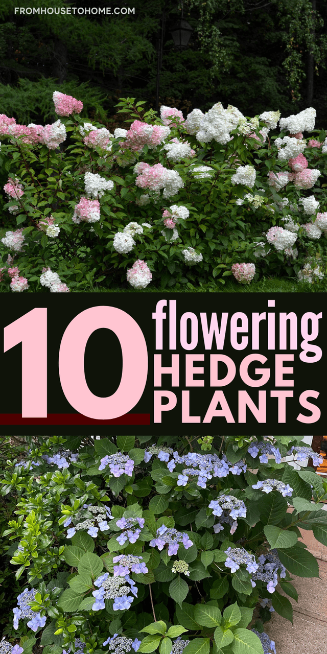 Flowering Hedge Plants_ 10 of the Best Bushes For Hedges (7).png