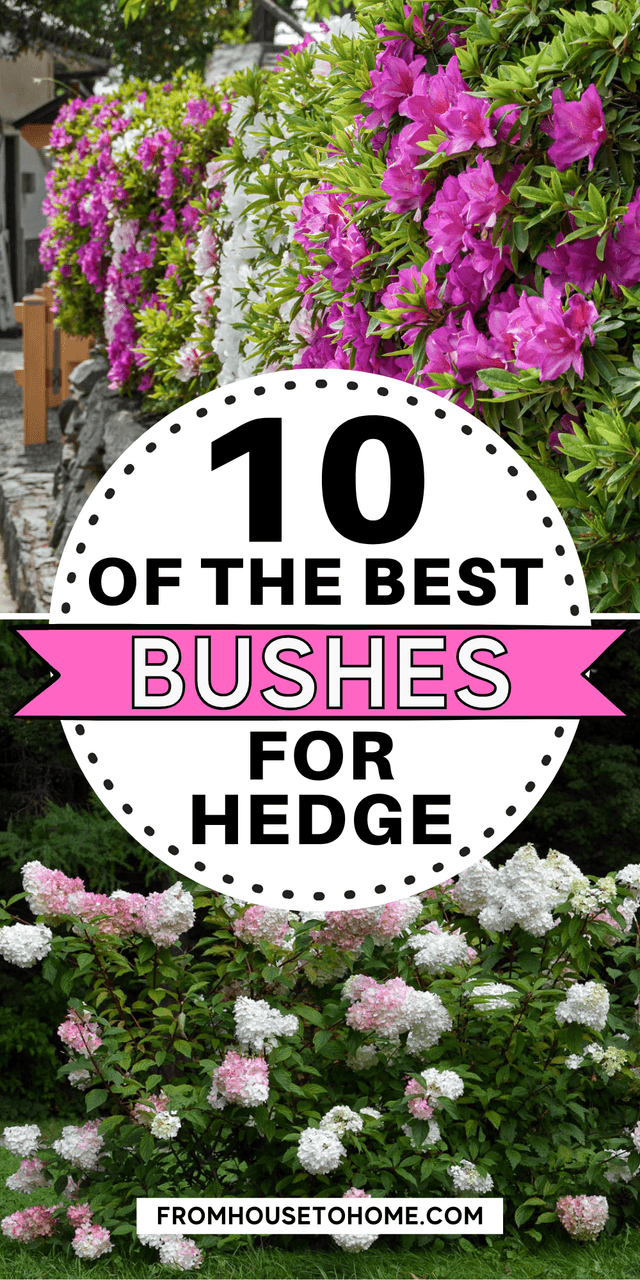 Flowering Hedge Plants_ 10 of the Best Bushes For Hedges (6).png