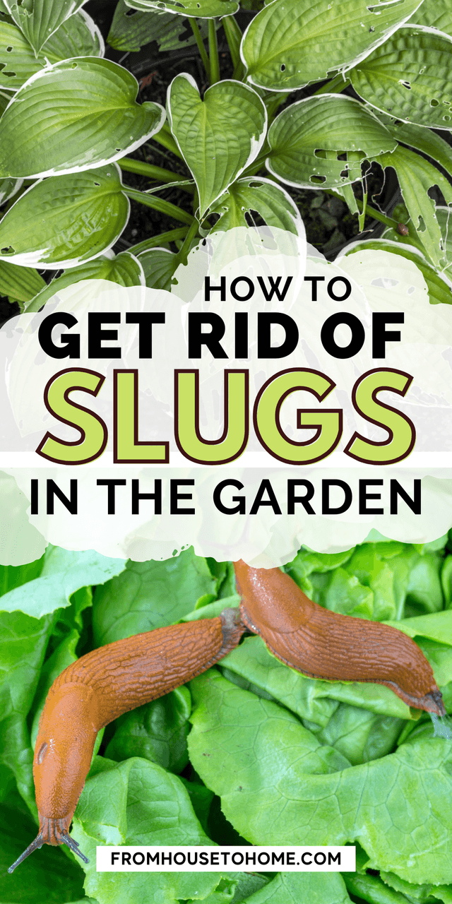 How To Get Rid Of Slugs In The Garden (7).png