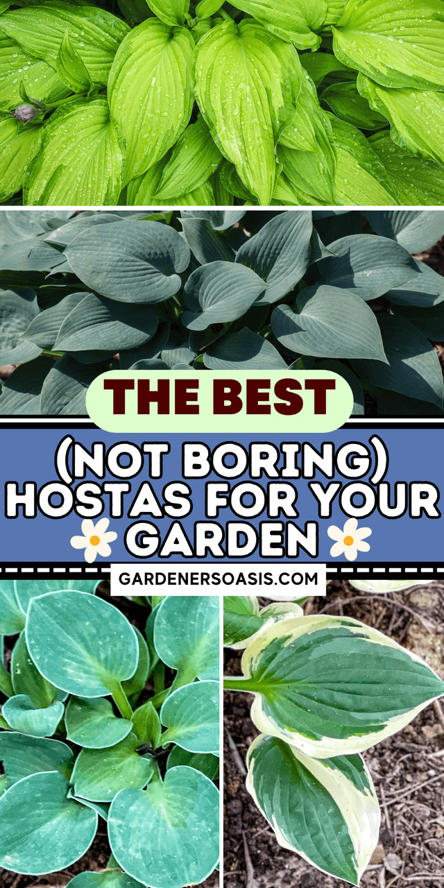 Hosta Varieties_ 20+ Of The Best (Not Boring) Plaintain Lilies For Your Garden 5.png